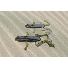 FFRGR5  frog bait injection mold